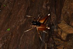 Apotetamenus amazonae