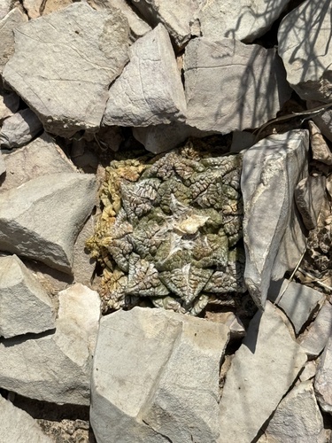 Ariocarpus fissuratus