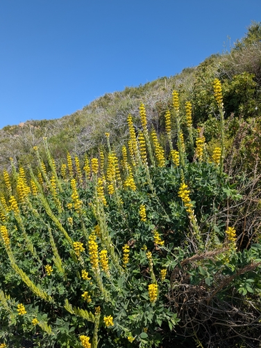 Santa Inez goldenbanner (Thermopsis macrophylla)