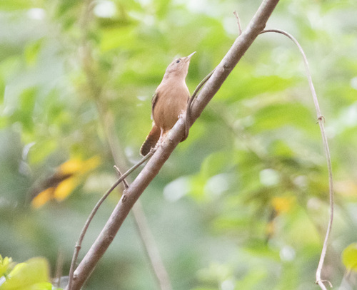 Southern House Wren