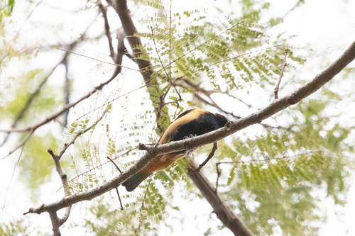 Burnished-buff Tanager