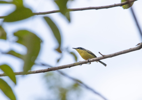 Common Tody-Flycatcher