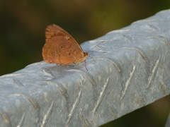 Eunica eurota