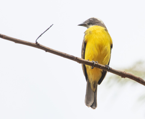 Social Flycatcher