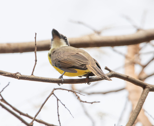 Boat-billed Flycatcher