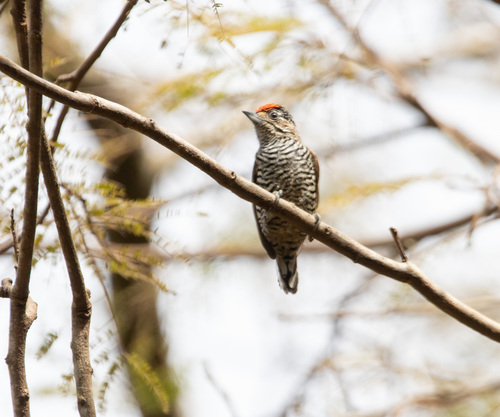 White-barred Piculet
