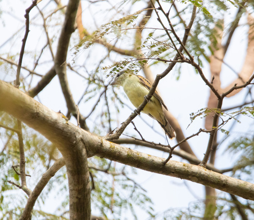 White-winged Becard