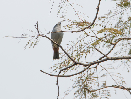 Chestnut-vented Conebill