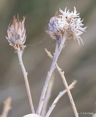 Rhopalomyia ericameriae