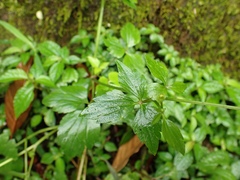 Ranunculus silerifolius