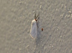 Pygarctia roseicapitis