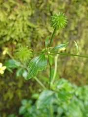 Ranunculus silerifolius