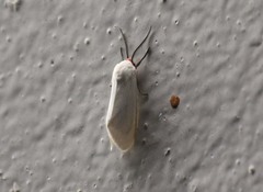 Pygarctia roseicapitis