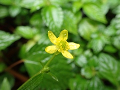 Ranunculus silerifolius