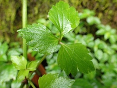 Ranunculus silerifolius