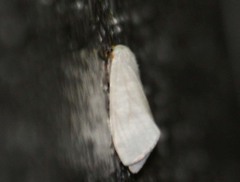 Pygarctia flavidorsalis