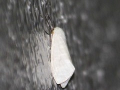 Pygarctia flavidorsalis