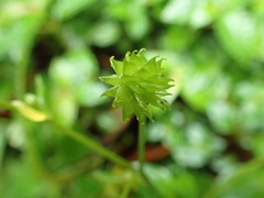 Ranunculus silerifolius