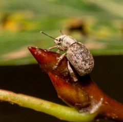 Strophosoma capitatum