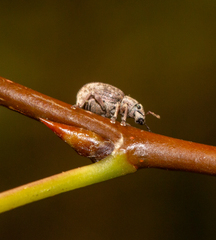Strophosoma capitatum