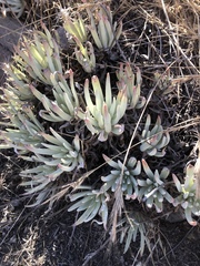 Dudleya virens hassei