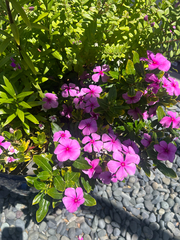Catharanthus roseus