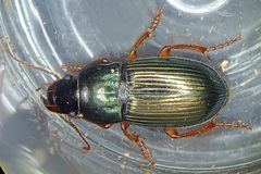 Harpalus rubripes
