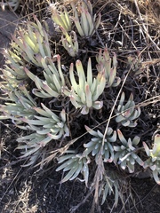 Dudleya virens hassei