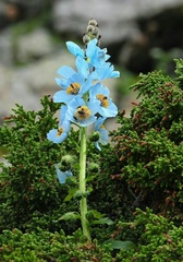 Meconopsis