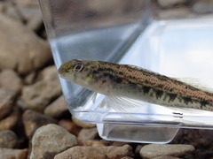 Etheostoma planasaxatile