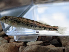 Etheostoma planasaxatile