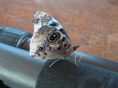 Eunica volumna