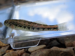 Etheostoma planasaxatile