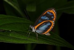 Oleria gunilla