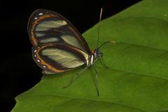 Ithomia salapia