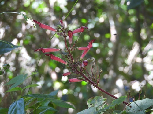 Sinningia iarae