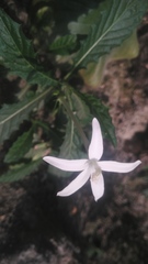 Hippobroma longiflora