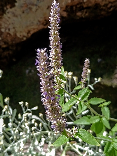 Agastache micrantha, 2024-09-08