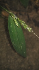Setaria palmifolia