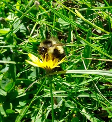Bombus vagans bolsteri