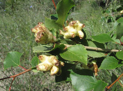 Pemphigus vesicarius