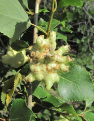 Pemphigus vesicarius