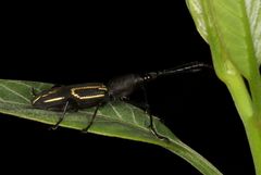Nemorhinus myrmecophaga