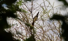Corythaixoides leucogaster