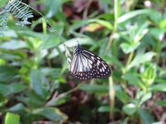Ideopsis juventa