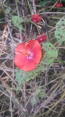 Pentapetes phoenicea