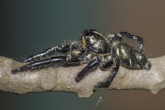 Hyllus
