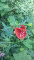 Pentapetes phoenicea