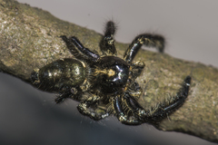 Hyllus
