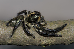 Hyllus